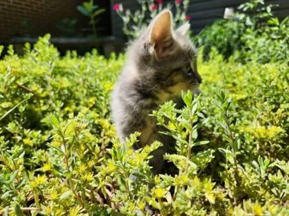 A baby small-sized female Domestic Short Hair cat named Dandelion for adoption in Wilkesboro, NC