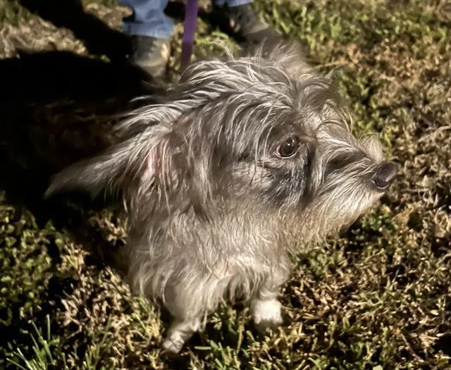An adult small-sized female Shih Tzu dog named Luella for adoption in Fort Myers, FL
