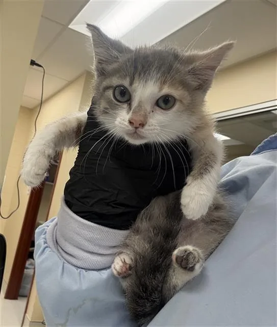 A baby small-sized female Domestic Short Hair cat named Sun for adoption in Aliquippa, PA