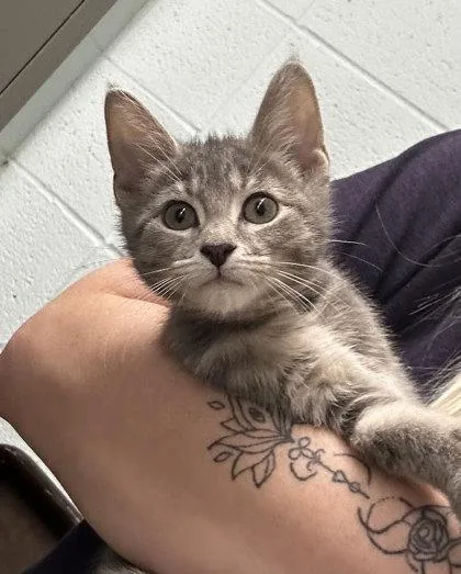 A baby small-sized male Domestic Short Hair cat named Klein for adoption in Munster, IN