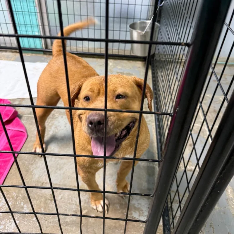 An adult large-sized female Brown / Chocolate Chow Chow dog named Pretty for adoption in Wahiawa, HI