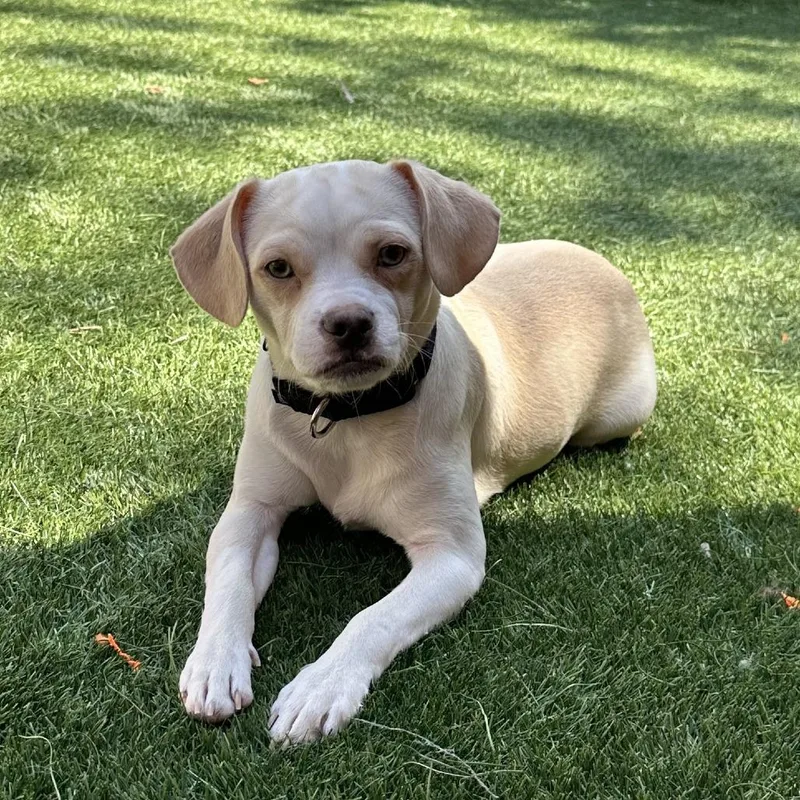 A young small-sized male White / Cream Mixed Breed dog named Snowstorm for adoption in Naperville, IL