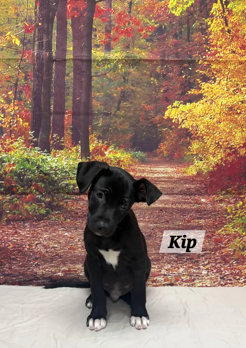 A baby medium-sized male Black Beagle dog named Kip for adoption in Urbana, OH