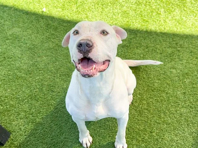 An adult large-sized male Pit Bull Terrier dog named Mayo for adoption in Tustin, CA