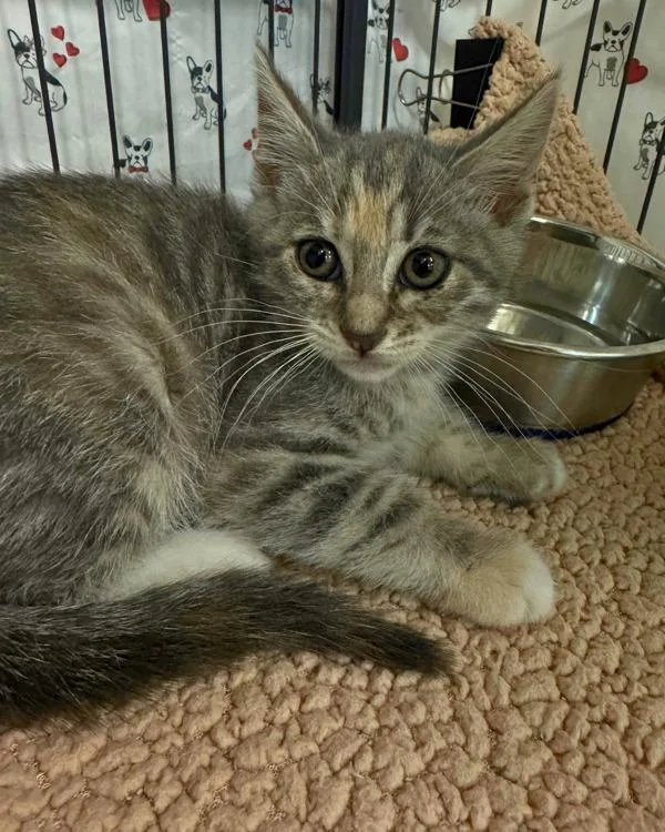 A baby small-sized female Domestic Short Hair cat named Egret for adoption in Novato, CA