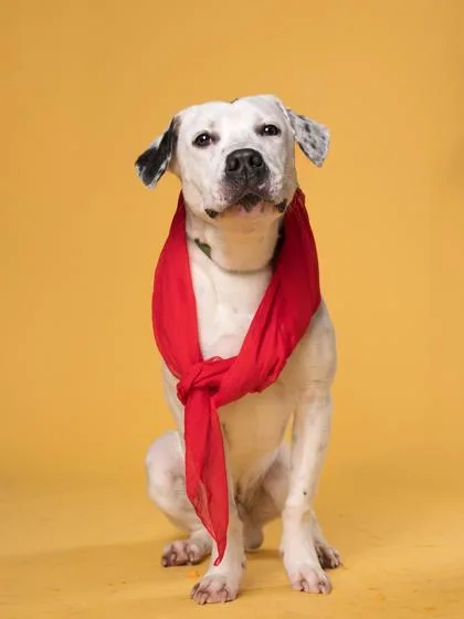 An adult medium-sized male Mixed Breed dog named Bmo for adoption in Atlanta, GA