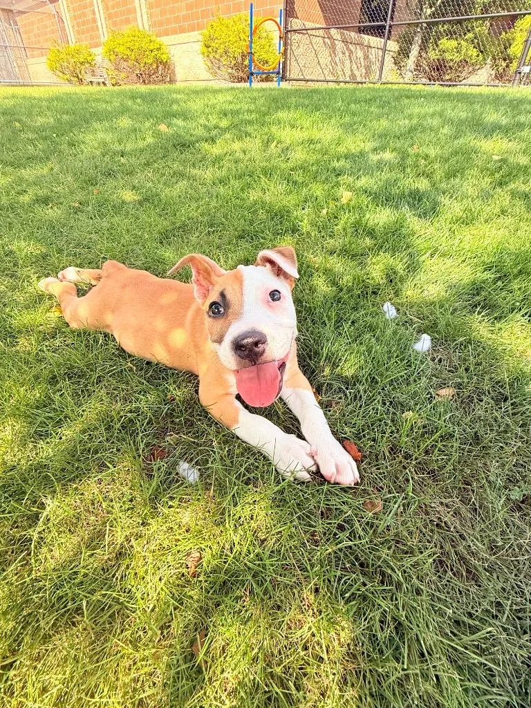 A baby medium-sized male Terrier dog named March for adoption in Wintersville, OH