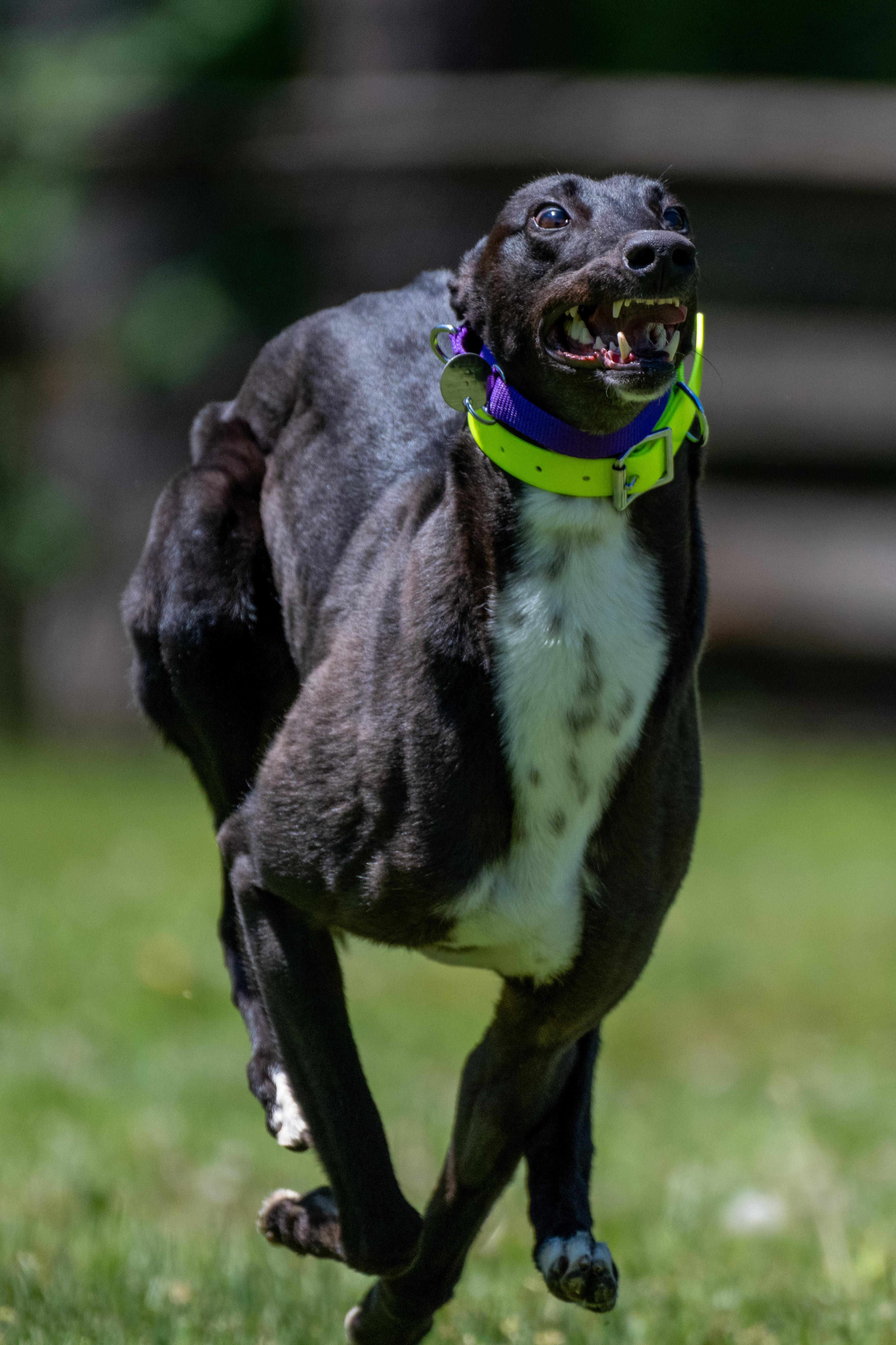 An adult large-sized female Black Greyhound dog named Beau Jeste "Jessie" for adoption in Chagrin Falls, OH