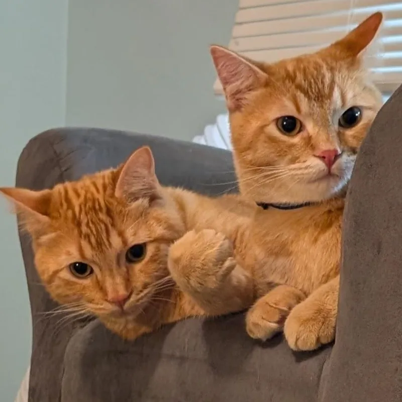 Bean Dip and Juke thumbnail 6