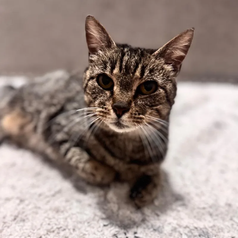 An adult medium-sized female Brown / Chocolate Domestic Short Hair cat named Sassy for adoption in Brownsboro, AL