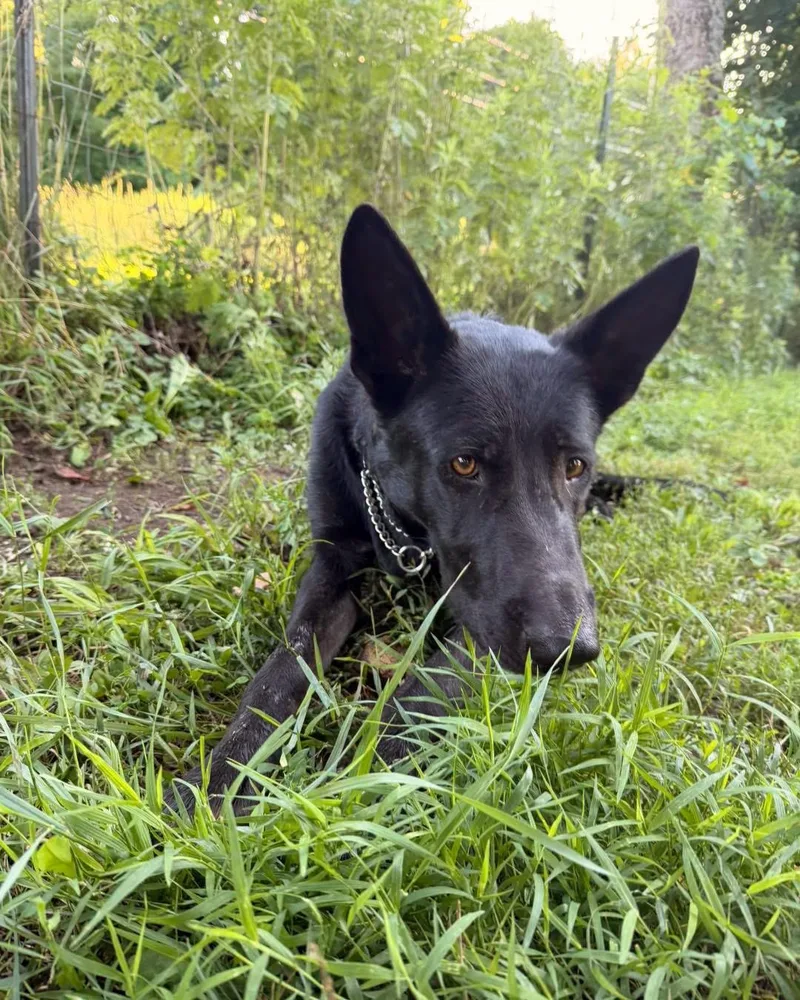 A young large-sized female Black German Shepherd Dog dog named Cali for adoption in New Rochelle, NY