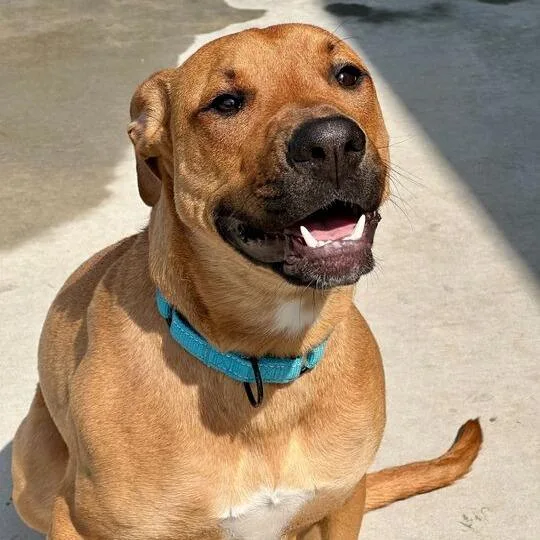 A young large-sized male Yellow / Tan / Blond / Fawn Mixed Breed dog named Ugo for adoption in Matteson, IL