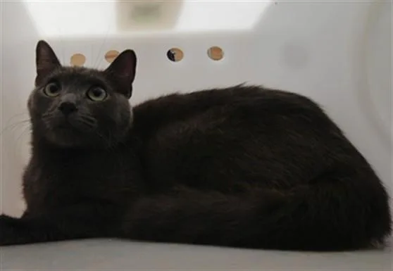 A young medium-sized female Domestic Short Hair cat named Marge for adoption in Albuquerque, NM