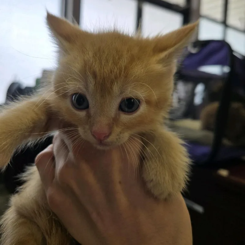 A baby small-sized male Orange / Red Domestic Short Hair cat named Kit for adoption in Branson, MO