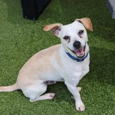 An adult small-sized male Mixed Breed dog named Byrd for adoption in New Fairfield, CT