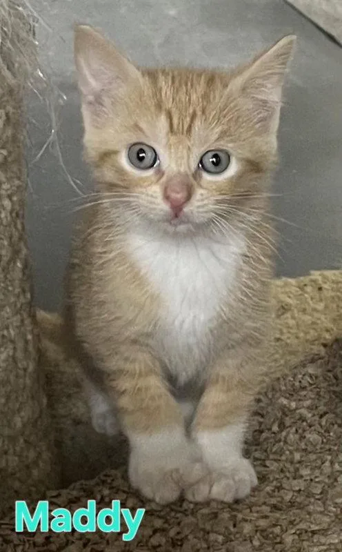 A young medium-sized female Orange / Red Domestic Short Hair cat named Maddy for adoption in Delran, NJ