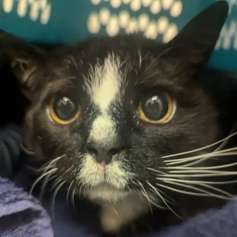 A senior large-sized female Black Domestic Short Hair cat named Penelope for adoption in Charlottesville, VA