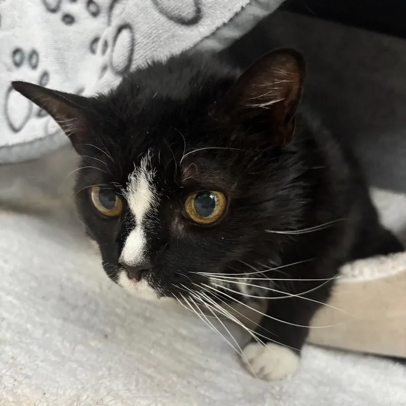 Penelope thumbnail 2