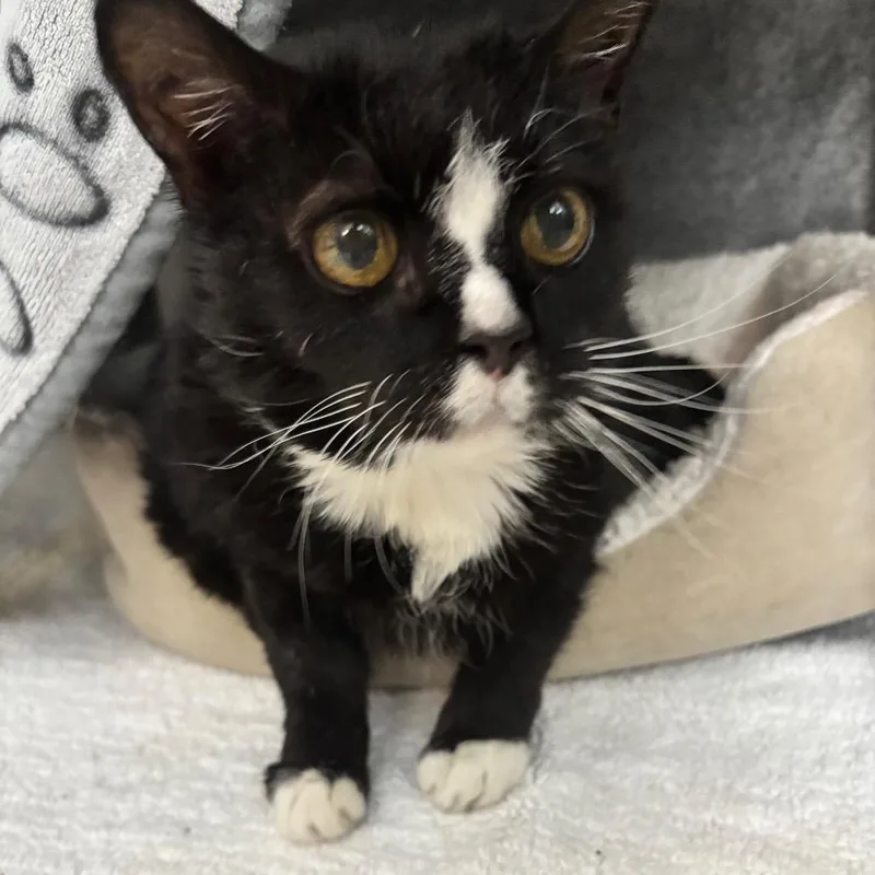 Penelope thumbnail 3