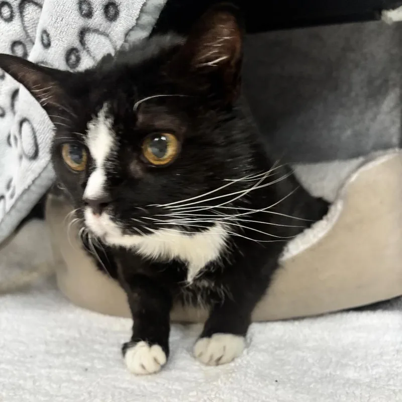 Penelope thumbnail 4