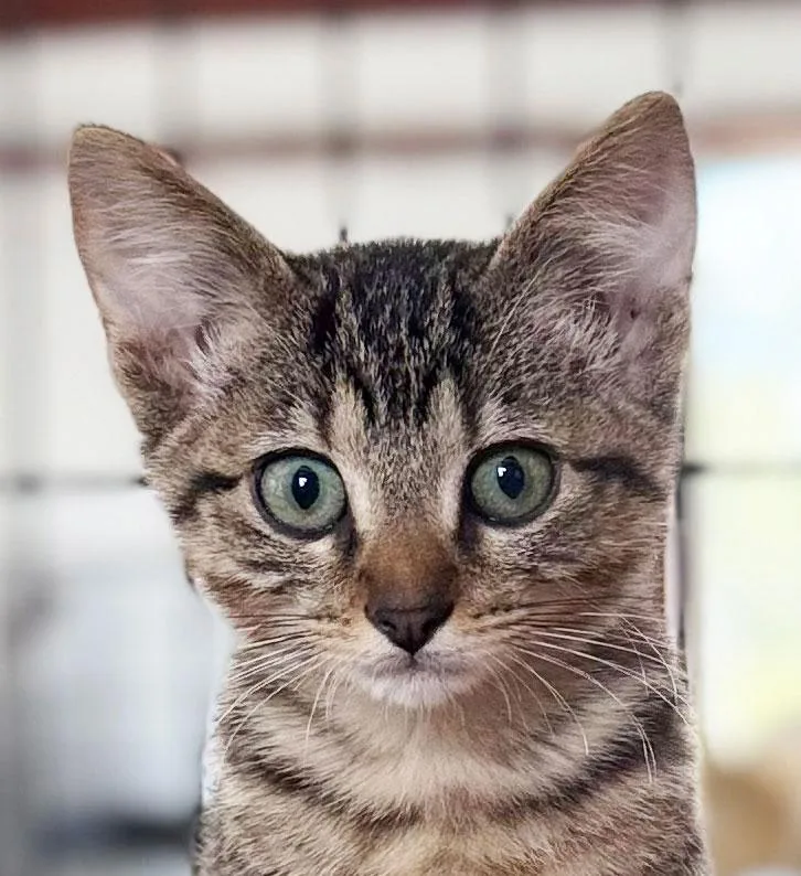 A baby medium-sized male Seal Point Egyptian Mau cat named Tabby for adoption in Horseshoe Bend, AR