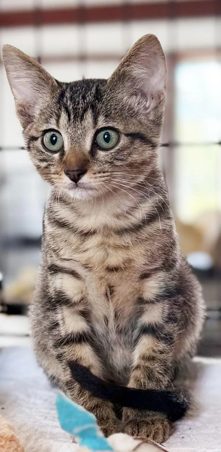 Tabby thumbnail 2
