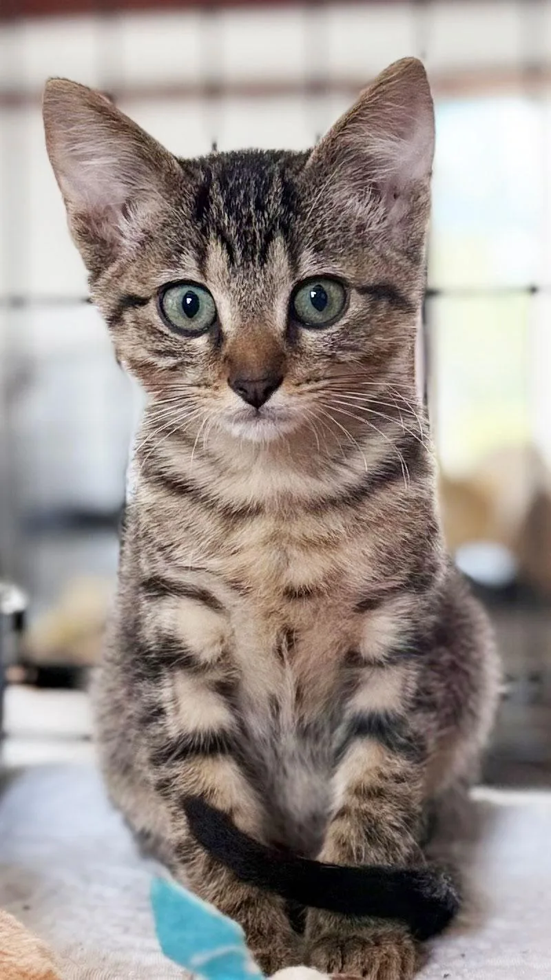 Tabby thumbnail 3