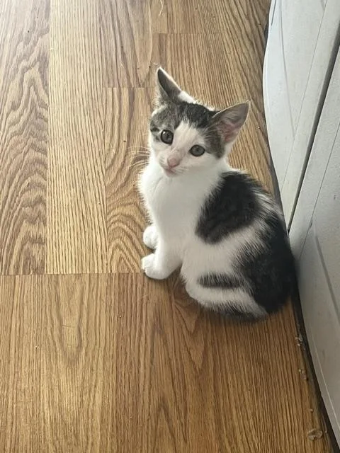 A young medium-sized female Domestic Short Hair cat named Dora for adoption in Spencer, MA