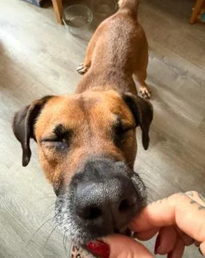 An adult large-sized female Boxer dog named Tanya for adoption in Brooklyn, NY