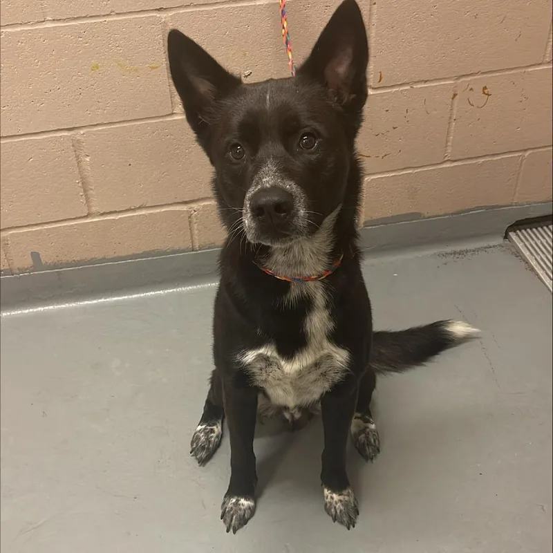 An adult medium-sized male Australian Cattle Dog / Blue Heeler dog named Flint for adoption in Tacoma, WA