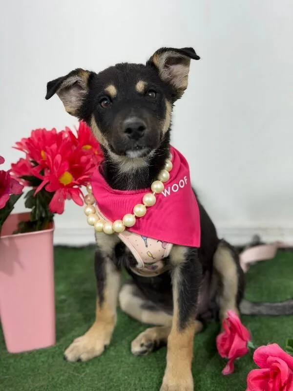 A baby medium-sized female Black Australian Kelpie dog named Aurora for adoption in Carlsbad, CA