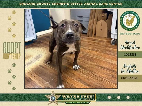 An adult large-sized female Mixed Breed dog named Stray for adoption in Melbourne, FL