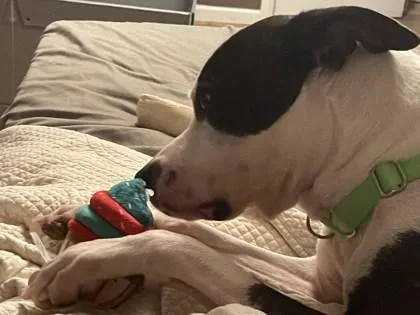 An adult large-sized male Pit Bull Terrier dog named Lamar for adoption in Atlanta, GA