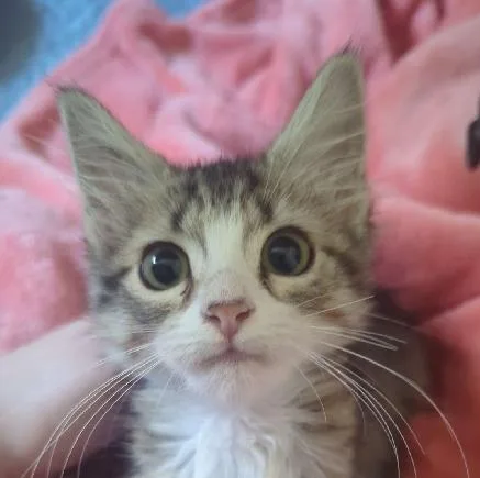 A baby medium-sized female Tabby (Brown / Chocolate) Domestic Long Hair cat named Nala for adoption in Lafayette, LA