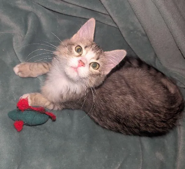 Nala thumbnail 3