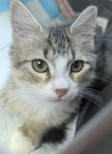 Nala thumbnail 4