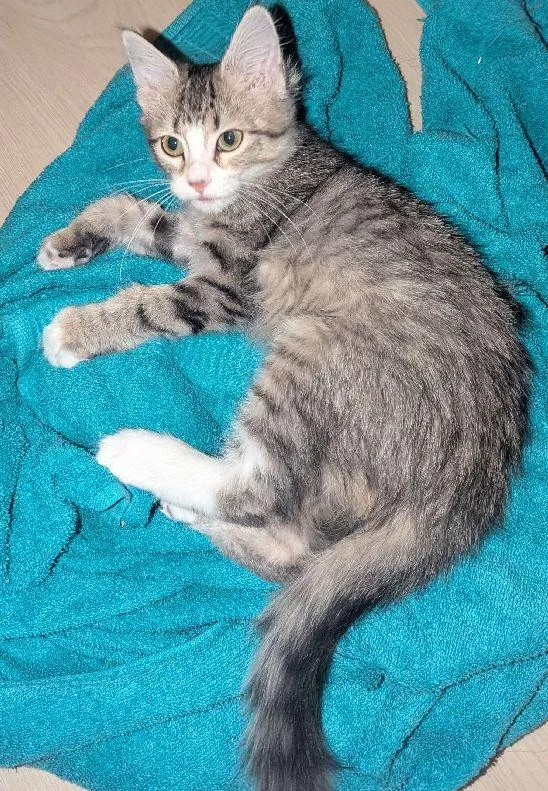 Nala thumbnail 5