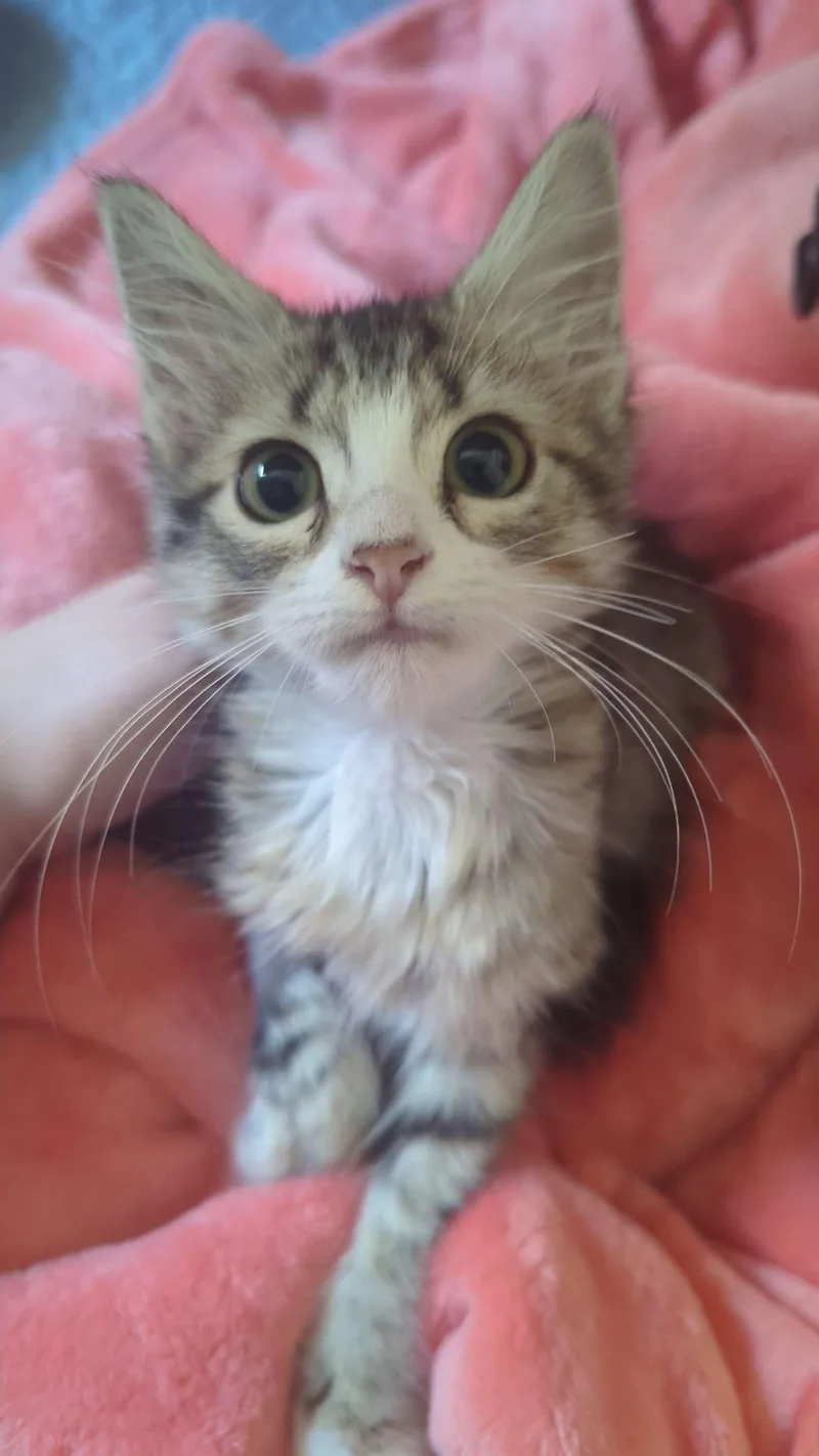 Nala thumbnail 6