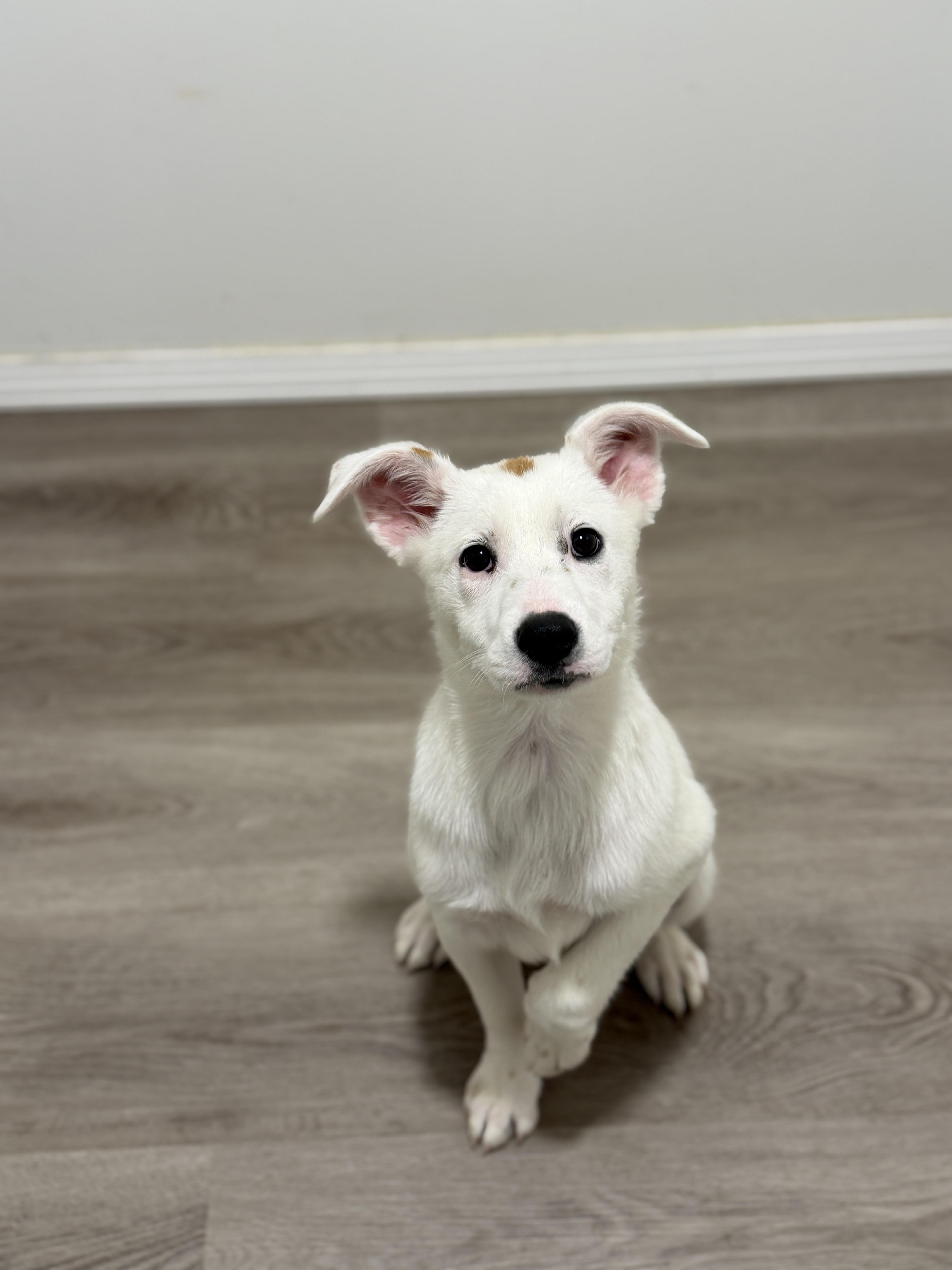 A baby medium-sized female Labrador Retriever dog named Eliana for adoption in San Diego, CA