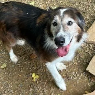 A senior medium-sized male Collie dog named Flynn for adoption in Knoxville, TN