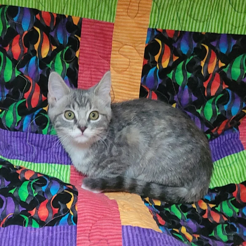 A baby medium-sized female Domestic Short Hair cat named Sesame street Bertha for adoption in Akron, OH