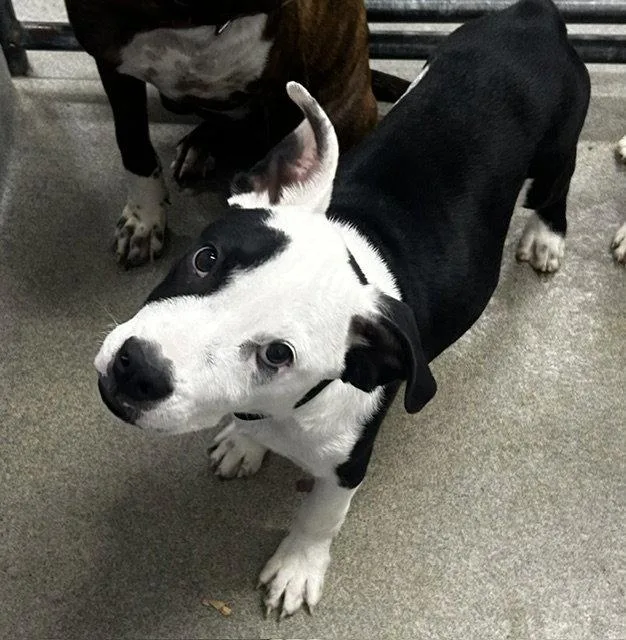 A young medium-sized male Terrier dog named Rooster mo for adoption in Sterling, MA