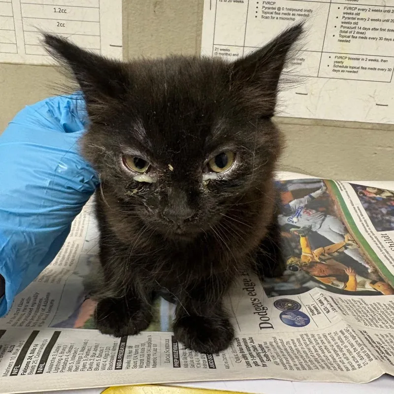 A baby small-sized female Black Domestic Medium Hair cat named Maggie for adoption in Yuma, AZ