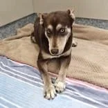 An adult medium-sized female Brown / Chocolate Siberian Husky dog named Odessa for adoption in Santa Cruz, CA