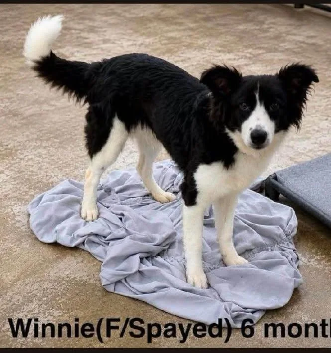 A young medium-sized female Black Border Collie dog named Winnie  arriving Friday for adoption in Chardon, OH