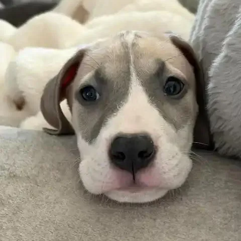 A baby large-sized female Sable Great Dane dog named Nickel for adoption in Mesa, AZ