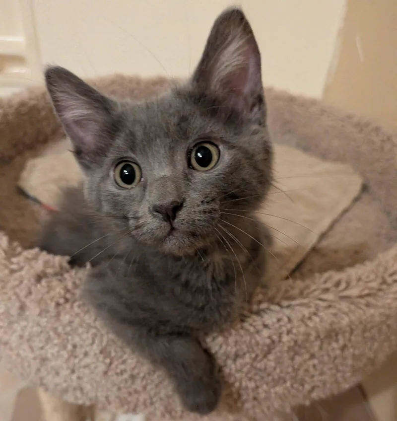 A baby medium-sized male Gray / Blue / Silver Domestic Medium Hair cat named Filbert for adoption in Queen Creek, AZ