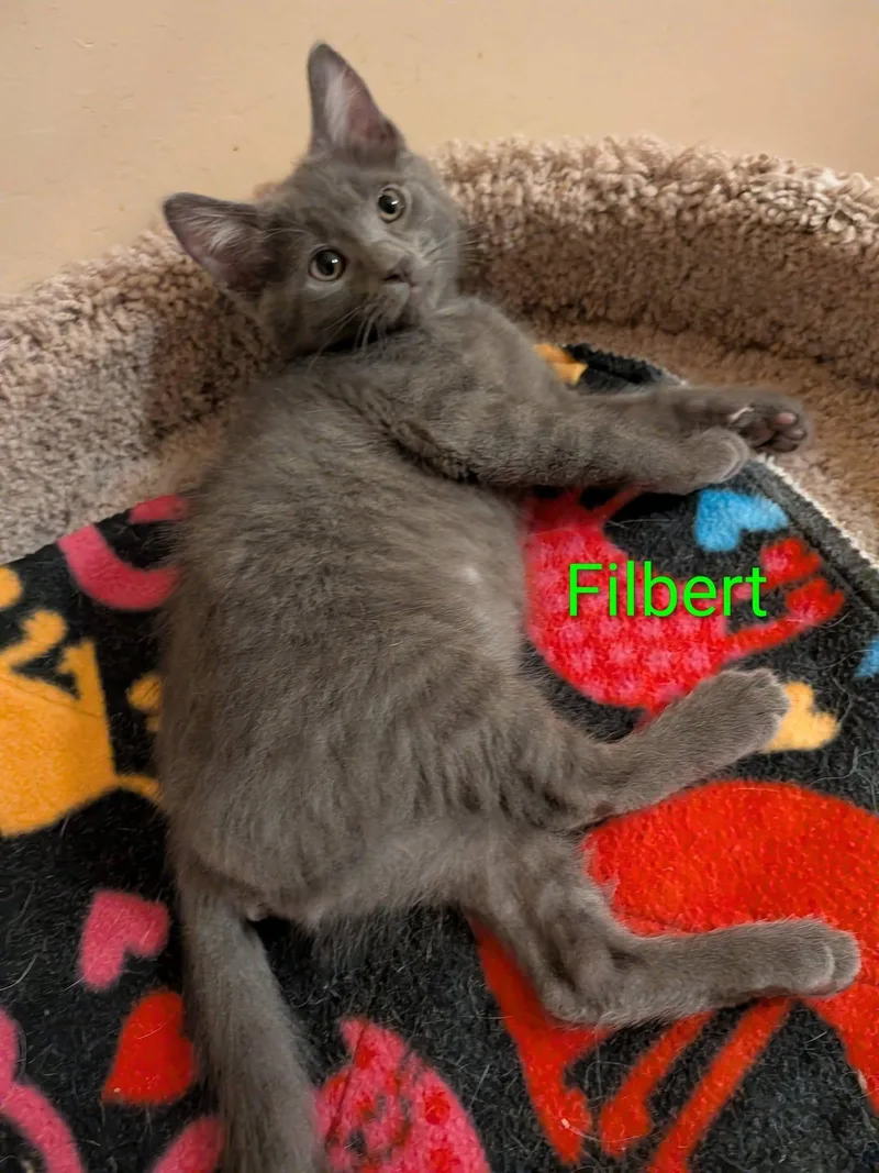 Filbert thumbnail 4