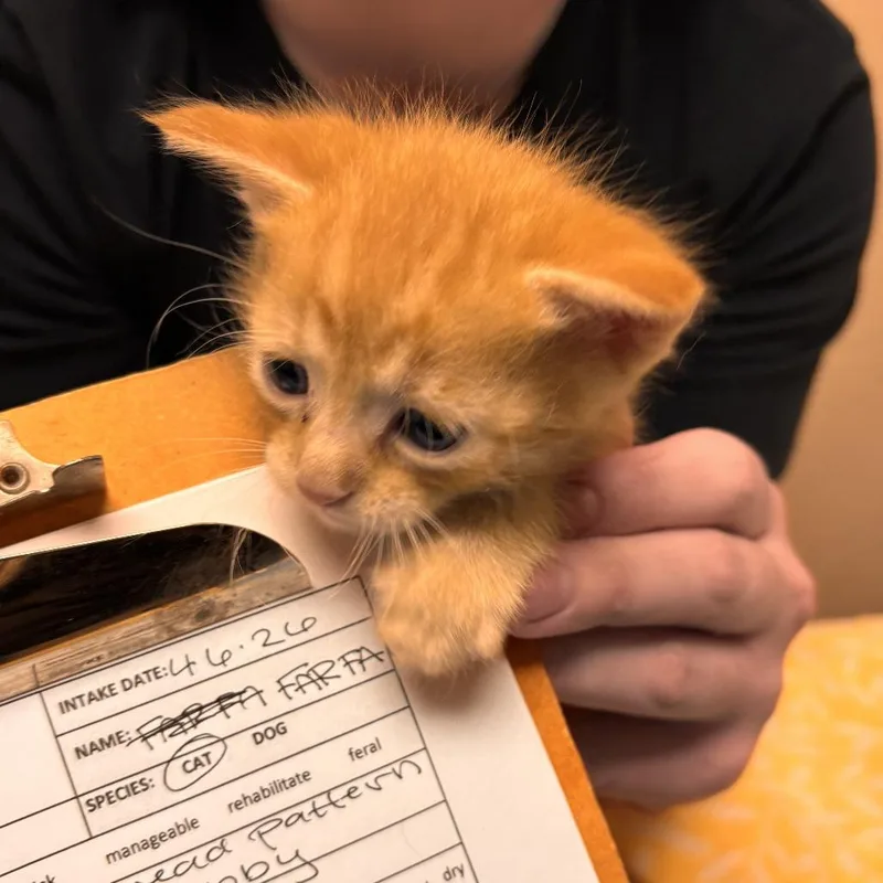A baby small-sized male Orange / Red Domestic Short Hair cat named Farfalle for adoption in Tempe, AZ