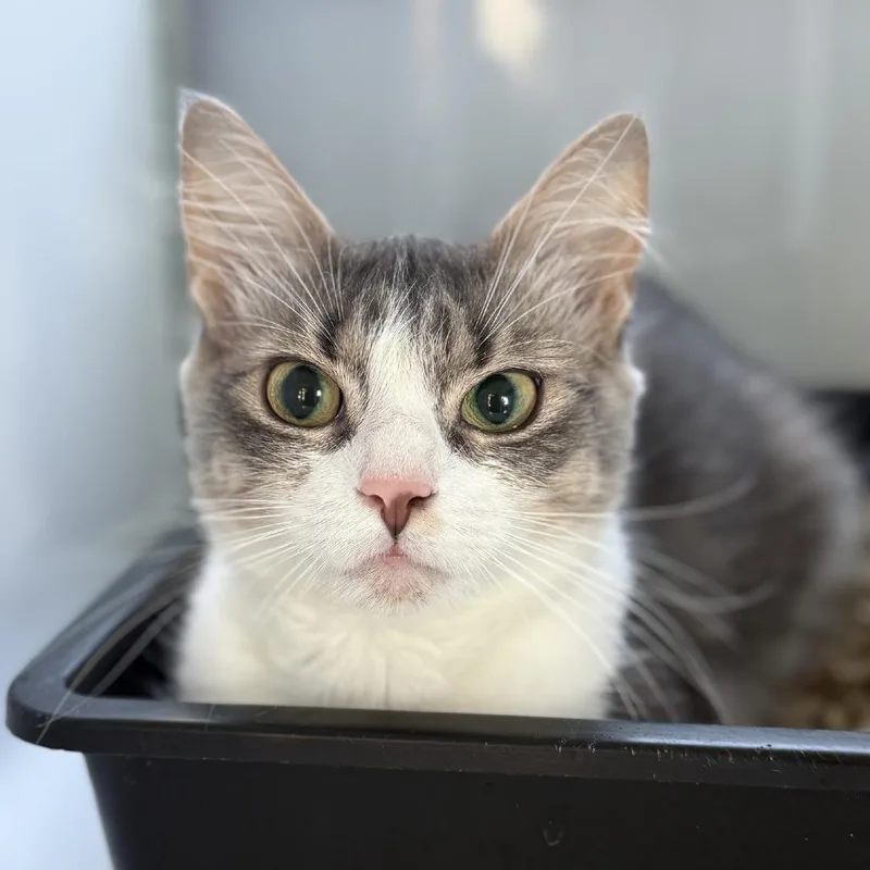 A young medium-sized female Gray / Blue / Silver Domestic Medium Hair cat named Stormie for adoption in Ridgely, MD